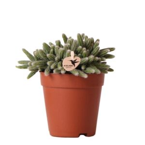 Kolibri Greens | Groene plant - Rhipsalis Baccifera Horrida - potmaat Ø9cm - groene kamerplant - vers van de kweker