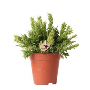 Kolibri Greens | Groene plant - Rhipsalis Mesembryanthemoides - groene kamerplant - vers van de kweker - Ø9cm