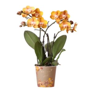 Kolibri Orchids | oranje gouden Phalaenopsis orchidee potmaat Ø12cm | Jewel Las Vegas | bloeiende kamerplant - vers van de kweker