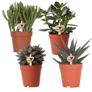 Kolibri Greens | set van 4 succulenten potmaat Ø9cm | groene kamerplant - vers van de kweker