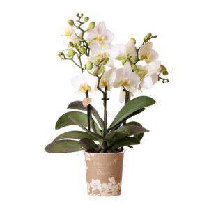 Kolibri Orchids | witte phalaenopsis orchidee potmaat Ø9cm | Lausanne | bloeiende kamerplant - vers van de kweker