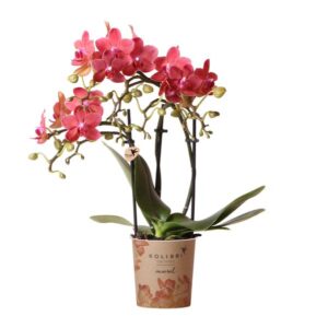 Kolibri Orchids | rode Phalaenopsis orchidee potmaat Ø9cm | Congo | bloeiende kamerplant - vers van de kweker