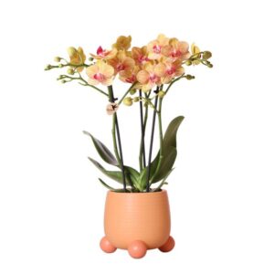 Kolibri Orchids | Oranje Phalaenopsis orchidee – Jamaica + Rolling sierpot peach – potmaat Ø9cm | bloeiende kamerplant in bloempot - vers van de kweker