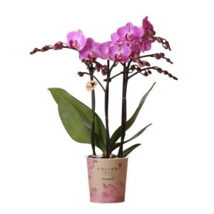 Kolibri Orchids | paars/roze Phalaenopsis orchidee potmaat Ø9cm | Vienna | bloeiende kamerplant - vers van de kweker