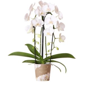 Kolibri Orchids | witte Phalaenopsis orchidee - Niagara Fall - potmaat Ø12cm | bloeiende kamerplant - vers van de kweker