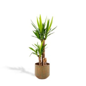 Yucca met pot - ↨100cm - Ø21cm