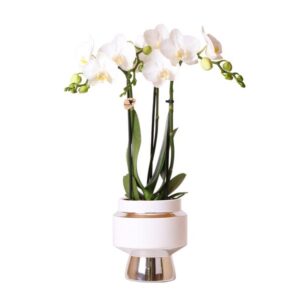 Kolibri Orchids | Witte Phalaenopsis orchidee – Amabilis + Le Chic sierpot zilver – potmaat Ø9cm – 40cm hoog | bloeiende kamerplant in bloempot - vers van de kweker