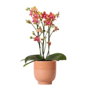 Kolibri Orchids | Oranje geurende phalaenopsis orchidee in cognac kleurige Glazed sierpot - potmaat Ø12cm
