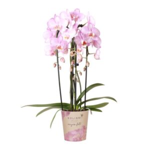 Kolibri Orchids | roze Phalaenopsis orchidee - Niagara Fall - potmaat Ø12cm | bloeiende kamerplant - vers van de kweker