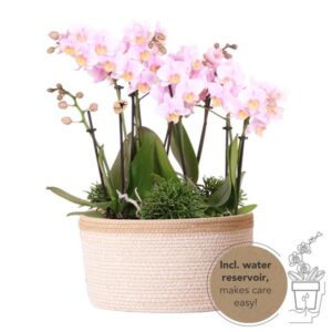 Kolibri Orchids | roze plantenset in Cotton Basket incl. waterreservoir | drie roze orchideeën Andorra 9cm en drie groene planten | Jungle Bouquet roze met zelfvoorzienend waterreservoir