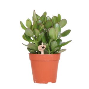 Kolibri Greens | Groene plant - Succulent Crassula Ovata - groene kamerplant - vers van de kweker - Ø12cm