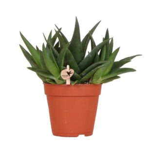 Kolibri Greens | Groene plant - Succulent Haworthia West Jogoo - potmaat Ø12cm - groene kamerplant - vers van de kweker