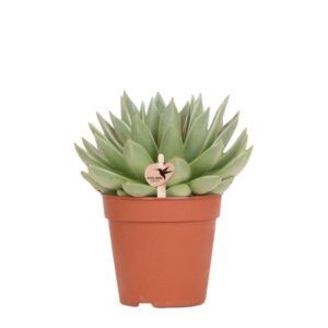 Kolibri Greens | Groene plant - Succulent Echeveria Miranda | groene kamerplant - vers van de kweker - Ø12cm
