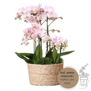 Kolibri Orchids | roze plantenset in Reed Basket incl. waterreservoir | drie roze orchideeën en drie groene planten | Field Bouquet roze met zelfvoorzienend waterreservoir