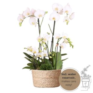 Kolibri Orchids | witte plantenset in Reed Basket incl. waterreservoir | drie witte orchideeën en drie groene planten | Field Bouquet wit met zelfvoorzienend waterreservoir