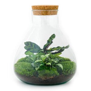 DIY Planten terrarium – Sammie Coffea White – ↕ 27 cm