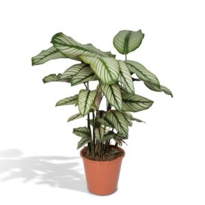 Calathea Whitestar - Pauwenplant - Ø19cm - ↕50cm