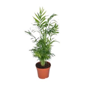Chamaedorea Elegans - Mexicaanse Bergpalm - Ø17cm - ↕55cm