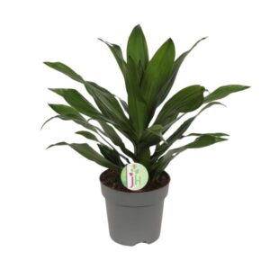 Dracaena Fragrans Groen - Ø17cm - ↕40cm