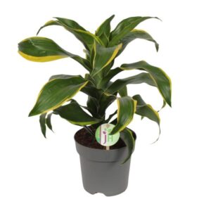 Dracaena Fragrans Groen Geel - Ø17cm - ↕40cm