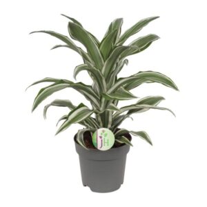 Dracaena Fragrans Wit - Ø17cm - ↕40cm