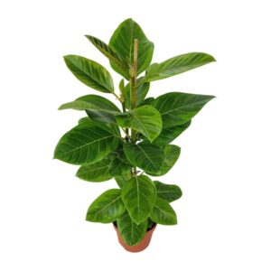 Ficus Benghalensis Roy Ø21cm - ↕85cm