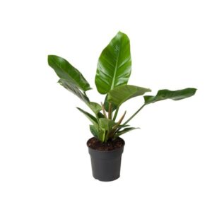 Philodendron Imperial Green - Ø19cm - ↕65cm