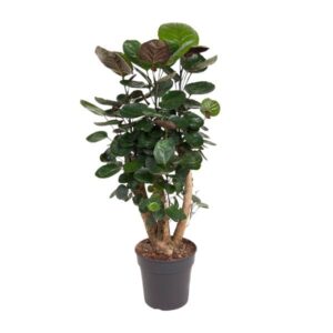 Polyscias Fabian - Ø24cm - ↕90cm