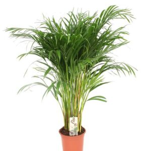 Dypsis Lutescens - Areca - Ø24cm - ↕120cm