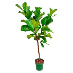 Ficus Lyrata stam - 170cm - ⌀30
