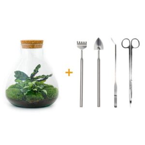 DIY terrarium - Sammie Calathea - ↕ 27 cm - Rake + Shovel + Tweezer