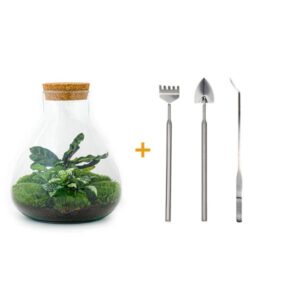 DIY terrarium - Sammie Calathea - ↕ 27 cm - Rake + Shovel + Tweezer + Scissors