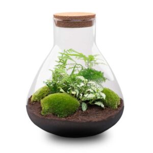 DIY Planten terrarium met licht - Sam XL Green - Ø 30 cm ↑ 32 cm - No tools
