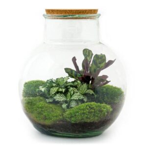 DIY Planten terrarium (met licht) - Teddy - Ø 25 cm ↑ 26,5 cm - No tools