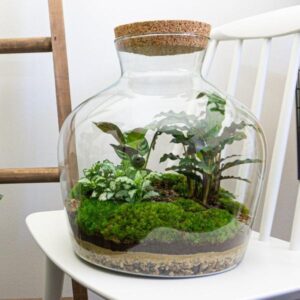 DIY Planten terrarium met licht - Fat Joe - Ø 29 cm ↑ 30 cm - No tools