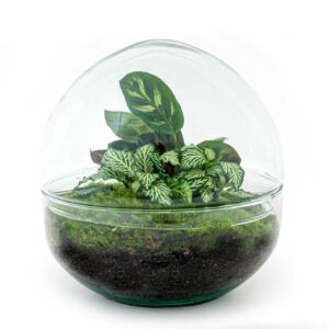 DIY Planten terrarium tweedelig bolglas - Dome - Ø 20 cm ↑ 20 cm - Normal