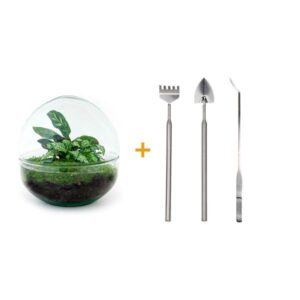 DIY Planten terrarium tweedelig bolglas - Dome - Ø 20 cm ↑ 20 cm - Rake + Shovel + Tweezer
