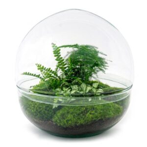DIY Planten terrarium tweedelig bolglas - Dome XL -Ø 28 cm ↑ 28 cm - No tools