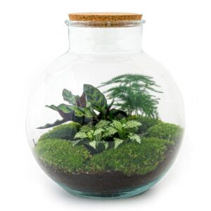 DIY Planten terrarium (met verlichting) - Bolder Bob - Ø 31 cm ↑ 30 cm - Met LED-kurk
