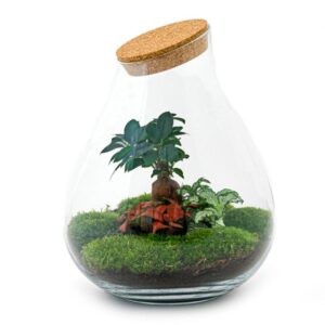 DIY Planten terrarium - Drop XL Bonsai 'red' - Ø 24 cm ↑ 37 cm - No tools