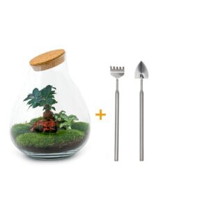 DIY Planten terrarium - Drop XL Bonsai 'red' - Ø 24 cm ↑ 37 cm - Rake + Shovel