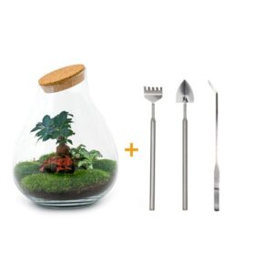 DIY Planten terrarium - Drop XL Bonsai 'red' - Ø 24 cm ↑ 37 cm - Rake + Shovel + Tweezer