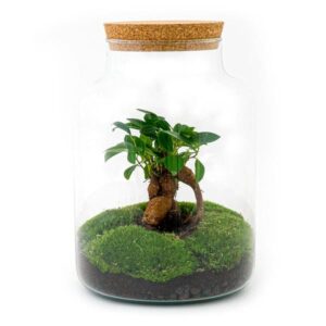 DIY Planten terrarium met licht - Milky Bonsai - Ø 21 cm ↑ 30 cm - No tools
