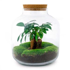 DIY terrarium - Billie Bonsai - ↕ 29 cm - Normal