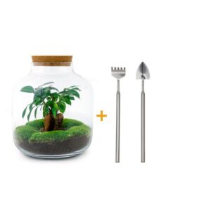 DIY terrarium - Billie Bonsai - ↕ 29 cm - Rake + Shovel