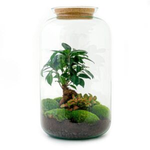 DIY terrarium - Sven XL Bonsai - Met verlichting - ↕ 43 cm - Normal