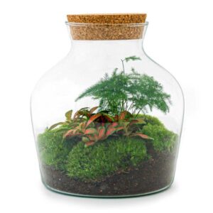 DIY terrarium - Little Joe met licht - ↕ 21,5 cm - Normal