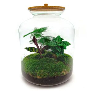 DIY terrarium - Lukas - ↕ 33 cm - Normal