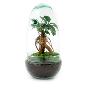 DIY Planten terrarium tweedelig bolglas - Egg Bonsai - Ø 12 cm ↑ 25 cm