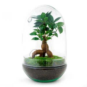DIY Planten terrarium tweedelig bolglas - Egg XL Bonsai - Ø 17,5 cm ↑ 30 cm